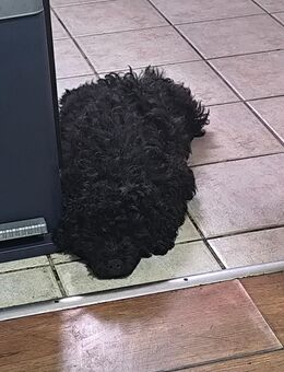 Shih tzu mix Welpen - Aldenhoven