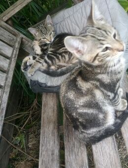Maincoon-russischblau Hauskatze Mix, Katerchen und Kätzchen - Eixen