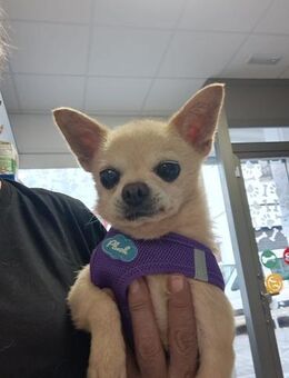 Mini Chihuahua Miky sucht Körbchen# - Essen