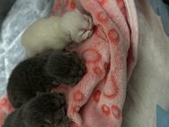 Bkh Kitten suchen ein neues Zuhause - Hückelhoven