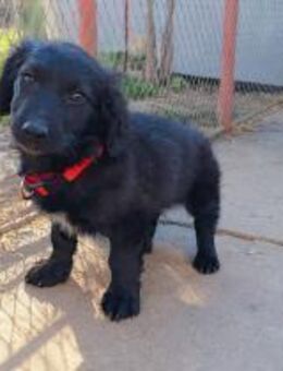 Lana super freundlich, lieb (E) - Ludwigshafen (Rhein)