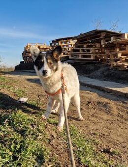 Momo; im Karton ausgesetzt - Geilenkirchen
