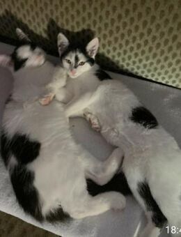 Maikätzchen Anni und Casimir - Berlin