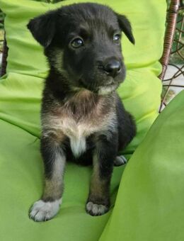 Pepper einer von sieben Welpen - Augsburg