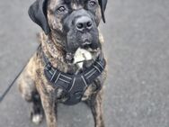Cane corso Weibchen - Amberg