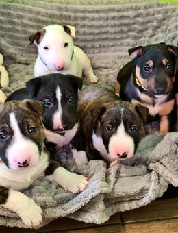 Miniature Bull Terrier Welpen mit Ahnentafel - Bad Schussenried