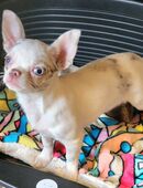 Chihuahua Welpe Hündin 3,5 M. alt sucht ein neues Zuhause in 25421