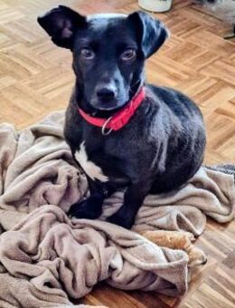 Katzenversteher Tmmi sucht Zuhause 🩷 - Düsseldorf