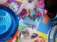 Siam Kitten Blue Point, Katzen Babys, Kätzchen, Reinrassig, Männlich - Celle