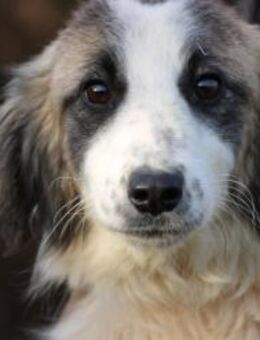 Arania - verschmust u. kinderlieb - Lohra