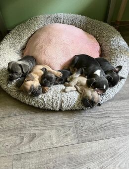 Unsere kleinen Französischen Bulldoggen suchen ein liebevolles Zuhause! 🐾 - Berlin Mitte