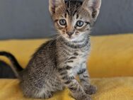 Freigänger Katze - Brackenheim