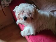Malteser Welpe (1 Rüde) - Wuppertal