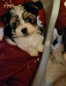 Morkie -Welpen abzugeben in 67294