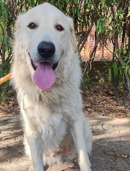 Billy - lieber Kerl, etwas zurückhaltend - Marienfließ