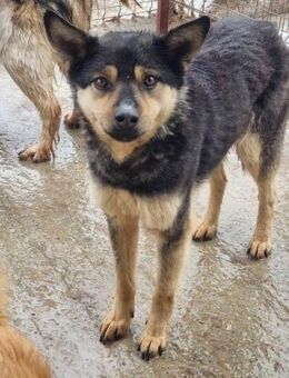 Hübscher ANDY sucht seine Menschen - Neuberg