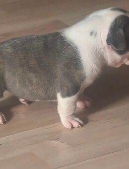 American bully Babys - Eisleben (Lutherstadt)