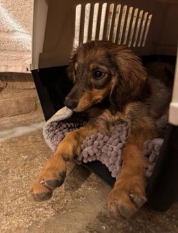 Canella - schüchtern und süß - Bergkirchen