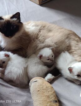 Heilige Birma kitten - Grevesmühlen
