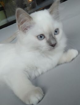 Ragdoll Kitten (noch 3 sind da) - Moers