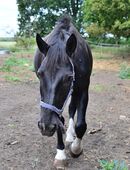 Gentleman (Wallach) sucht neue Bleibe in 17268