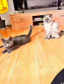 Katzen Bkh mix mit heilige Birma - Erkelenz