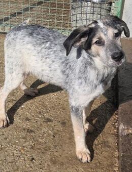 Sljivo Hübscher Hundejunge auf der Suche - Obertshausen