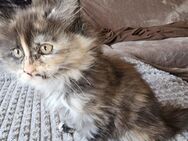 Süße Maine Coon Kitten abzugeben - Solingen (Klingenstadt)