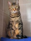 Katze Wifi- hat Charakter in 44809