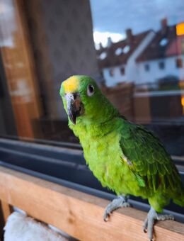 Papagei - München