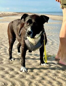 Hübsche Hündin, 5 Jahre - Kappeln (Schleswig-Holstein)