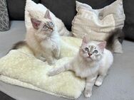 Neva Masquarade Kitten Katzenbabys Katze Whitey Lana - Querfurt