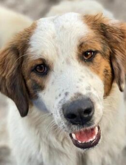 Melania, geb. ca. 01/2024, GRIECHENLAND - Euskirchen