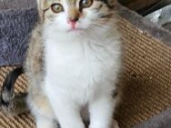 Letztes Katzenbaby abzugeben - Gunzenhausen