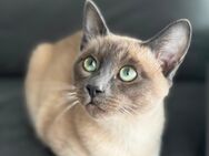 Tonkanesen-Kater (Chocolate), extrem zutraulich & verspielt, Deckkater geeignet - Neuss