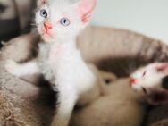 Sphynx Kitten Velours - Molbergen