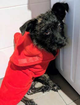 Süße kleine Lucy sucht Zuhause 🩷 - Düsseldorf