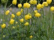 Trollblume Trollius europaeus - Demmin