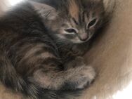 BKH Mix Kitten suchen liebevolles Zuhause - Bruchsal