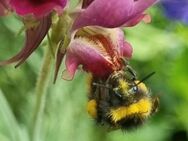 Buntes Alpenleinkraut 'Neonlichter' (Linaria aeruginea) - Horgenzell