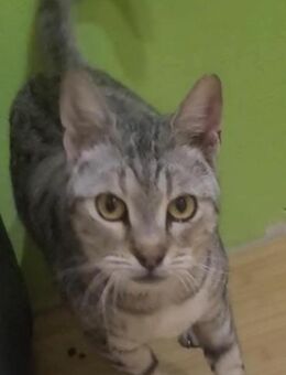 Liebe Tonja sucht Verständnis - Margetshöchheim