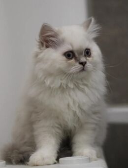 Bkh Blh Kitten Britisch Kurzhaar - Rüthen