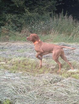 Magyar-Vizsla Freund sucht eine Magyar-Vizsla Freundin ab ca. 50 J. - Reken