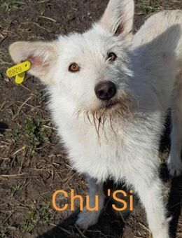 CHU'SI ♥ gerettet aus Tötung Slatina - Uetze