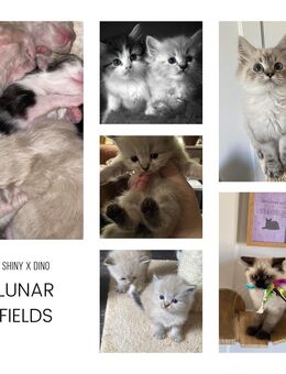 Ragdoll kitten mit Stammbaum - Reinach AG