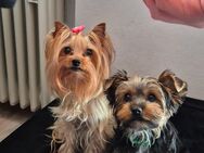 Yorkshire Terrier Welpen mini baby antialergika - Altomünster