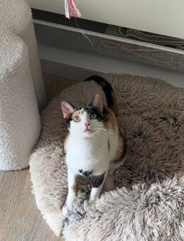 Vermittlungshilfe für Schmusekatze - Walluf