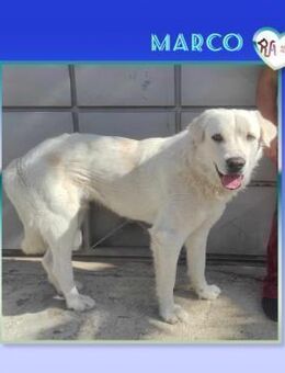Marco - der Charmeur! - Alfeld (Leine)