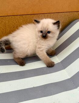 Heilige Birma x Ragdoll Kitten (Champion Vater) - Möckern Loburg