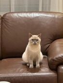 Britisch Kurzhaar in 40468